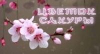Цветок сакуры logo